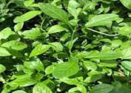 கோல்டன் பிளாண்ட்  பொன்னாங்கண்ணி கீரை