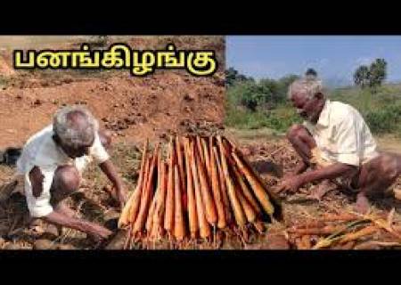 பனங்கிழங்கு விளைச்சல் அதிகரிப்பால் வியாபாரிகள் மகிழ்ச்சி.
