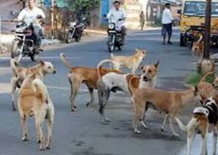 ராஜபாளையத்தில் தெரு நாய்களின் தொல்லை.
