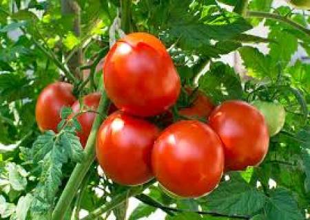 மாடித் தோட்டம் தக்காளி பயிரிடும் முறை.