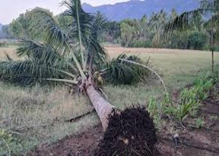 அய்யனார் கோயில் மேற்கு தொடர்ச்சி மலை அடிவாரம் புல் பத்தி மலை தோப்புகளில் யானைகள் புகுந்து சேதம் விவசாயிகள் பரிதவிப்பு.