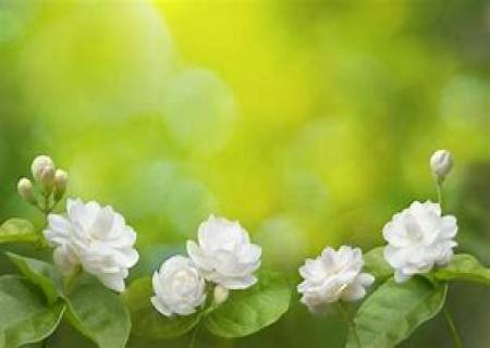 மல்லிகைச்  செடி செழிப்பாக பூக்க உதவும் உரங்கள்