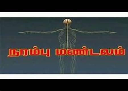 வேகஸ் நரம்பு மண்டலம் .