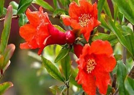 மாதுளம் பூ துவையல்!