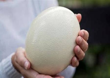 நெருப்புக் கோழியின் முட்டை வேக வைக்க அதிக நேரமாகிறது.