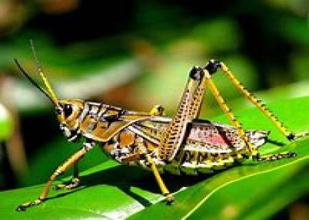 16 புதிய வெட்டுக்கிளி இனங்கள்
