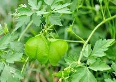 மூட்டு வலி குணமாக முடக்கத்தான் கீரை