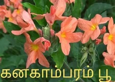 கனகாம்பர பூ