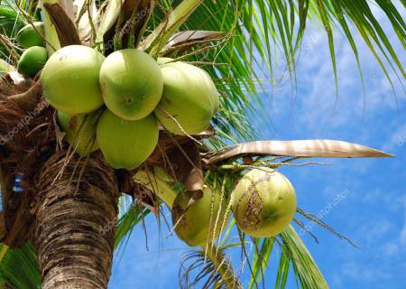 உத்திரப் பிரதேசத்தில் தென்னை மரங்கள் இல்லை.