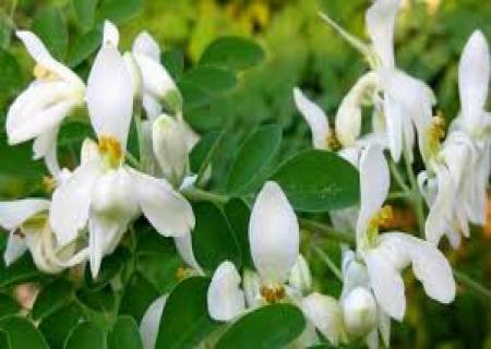 கண் பார்வை சரியாக முருங்கைப்பூ
