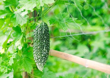 பாகற்காய்(BitterGourd)