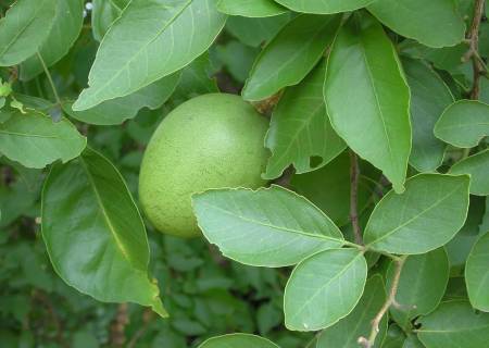 வில்வம் மூலிகைகளின் சிகரம் .