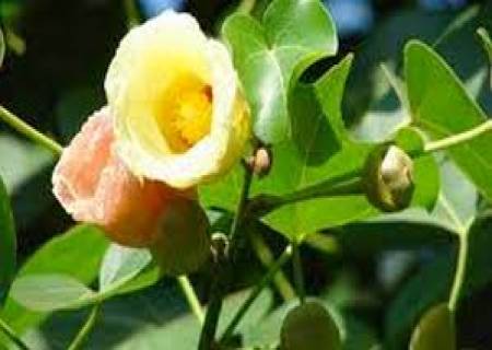 பூவரசன் மரம்......