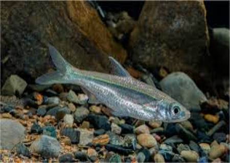 'ஹைனானியா மின்ஜெங்கி என்ற விலங்கியல் பெயர் சூட்டப்பட்டுள்ள  மீன்கள் .