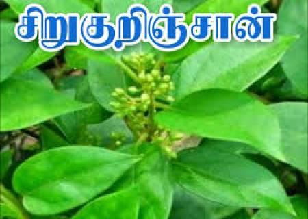 சிறுகுறிஞ்சான் செடி (சர்க்கரைகொல்லிசெடி)