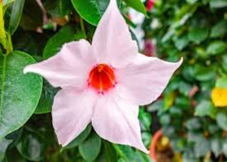 மாடித் தோட்டத்தில் பிரம்மகமலம்பூ செடி வளர்ப்பது எப்படி?