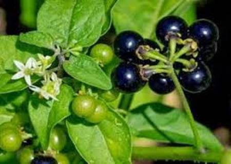 இயற்கை மருந்தாகும் மணத்தக்காளி கீரை .