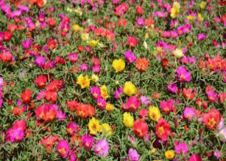 டேபிள்  ரோஸ்(Table rose / Mose rose) 