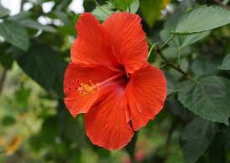 செம்பருத்திச் செடியை வளர்க்க,