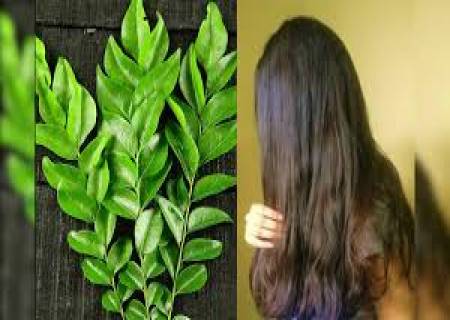 கறிவேப்பலை இலை சிறந்த முடி டானிக்.