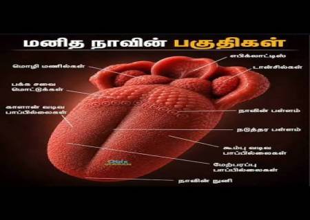 மனித உடலில் 640 தசைகள், 206 எலும்புகள் உள்ளன.