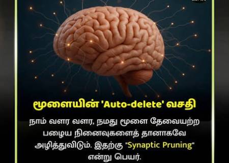 மூளையின் ‘ஆட்டோ-டெலீட்’ வசதி.