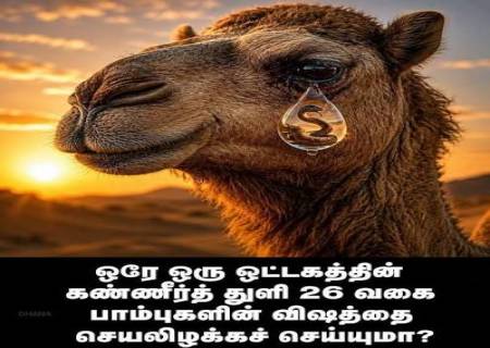 ஒட்டகத்தின் கண்ணீரில் கொடிய பாம்பு விஷத்தை முறிக்கும் ஆன்டிபாடிகளா?