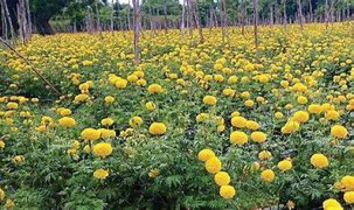 செண்டு மல்லி பூ சாகுபடி முறை.