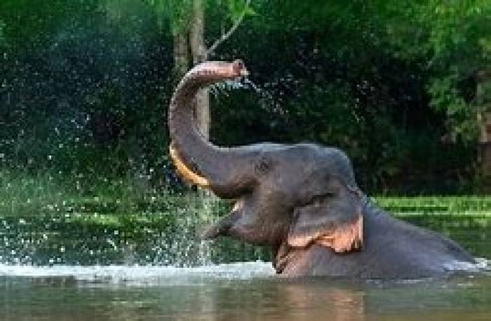 அசாத்திய நினைவாற்றல் கொண்ட யானைகள்