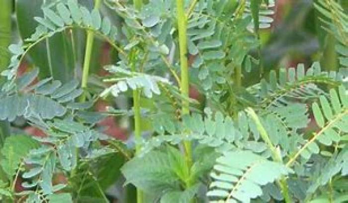 அகத்திக் கீரை  உணவில்  சேர்த்துக் கொள்ள....