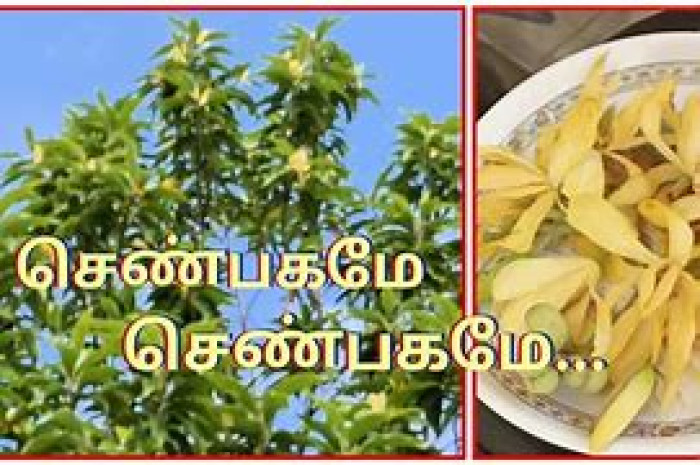 செண்பக மரம் .