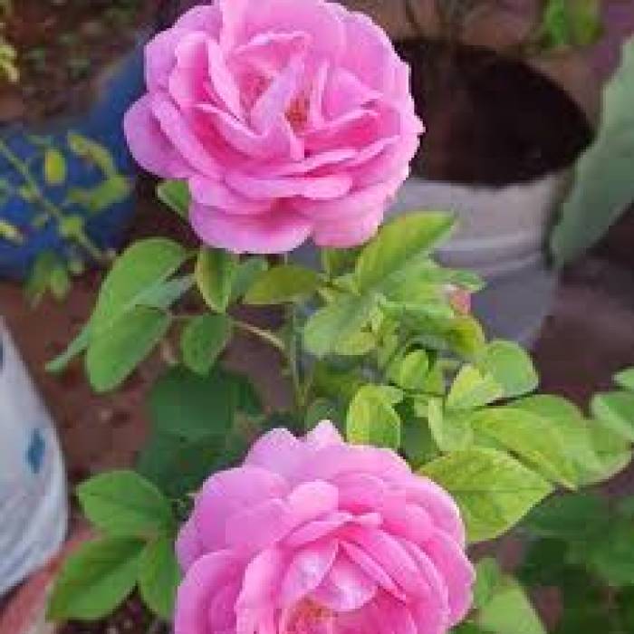 பன்னீர் ரோஜாவில் உள்ள மருத்துவ குணங்கள்