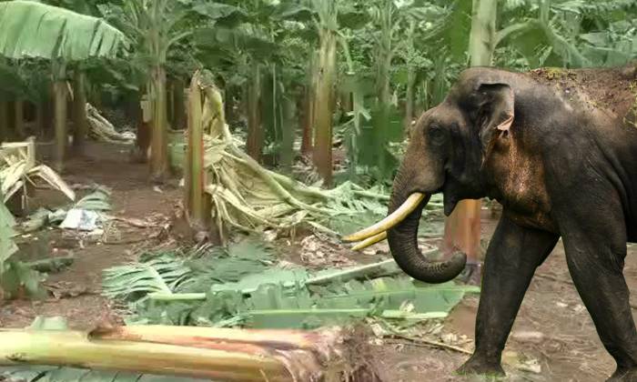 காட்டு யானைகள் விளை நிலங்களுக்குள் புகுந்து தென்னை, மா மரங்களை சேதப்படுத்தியதால் விவசாயிகள் கவலை.