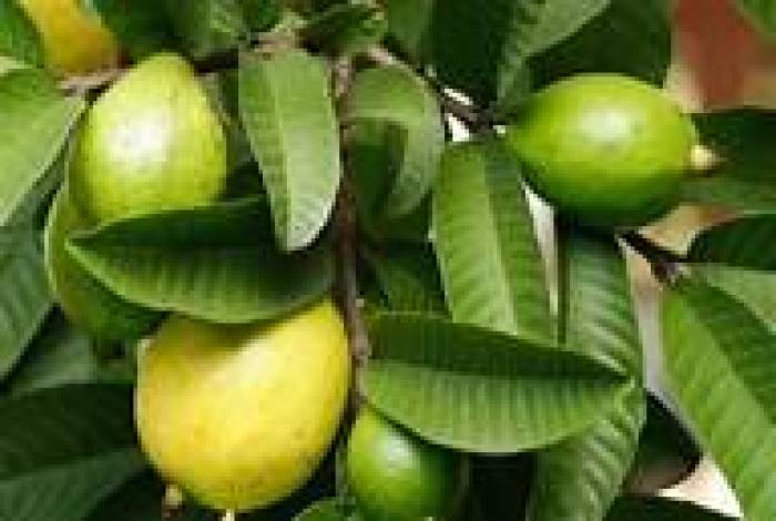 கொய்யா  இலை டீ