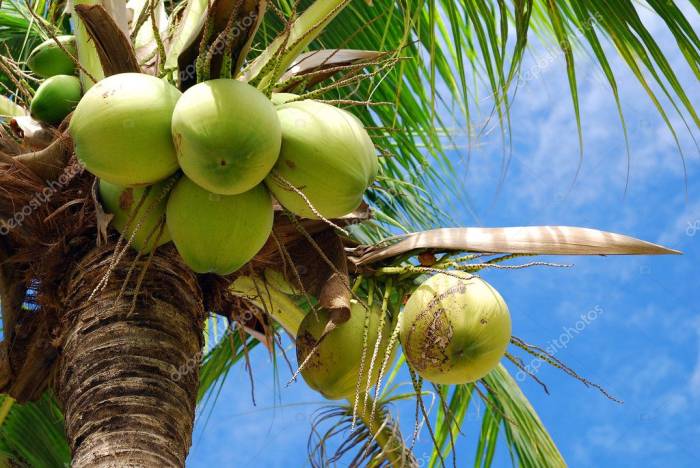 உத்திரப் பிரதேசத்தில் தென்னை மரங்கள் இல்லை.