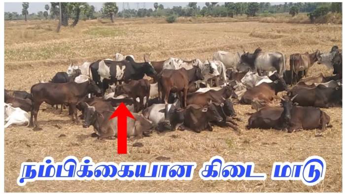 கிடை மாடுகள்