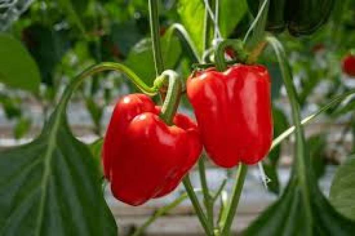 மாடித் தோட்டத்தில் ரெட் பெல் மிளகாயை வளர்க்க....