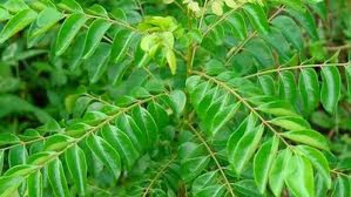 செரிமானத்திற்கு உதவும் கருவேப்பிலை.