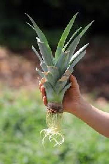 அன்னாசிப்பழம்  செடி வளர்ப்பு முறை.