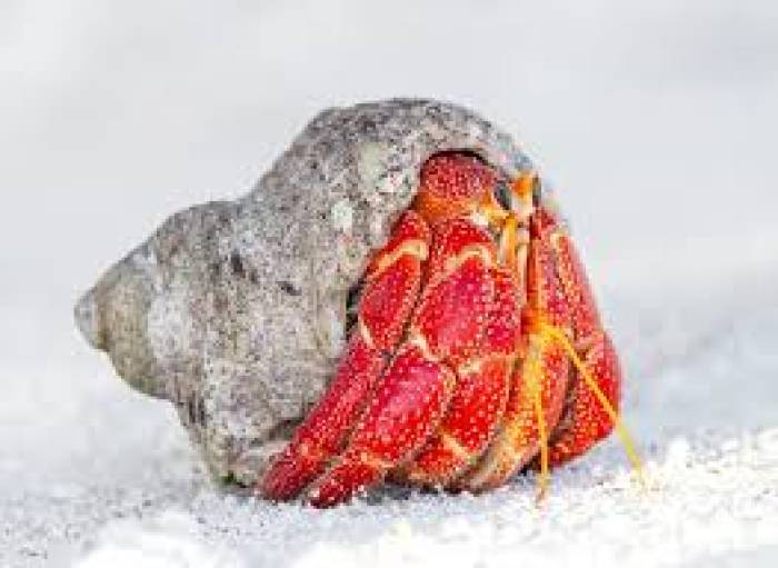 புதிய வகை ஹெர் மிட் நண்டு.