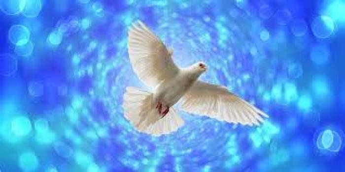 நீண்டதொலைவுபறக்கும்ஆற்றலும், நீண்டநேரம்வானில்வட்டமிடும்திறனும்கொண்டபறவை.