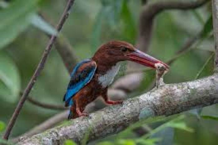வெண் தொண்டை மீன்கொத்தி  பறவை.
