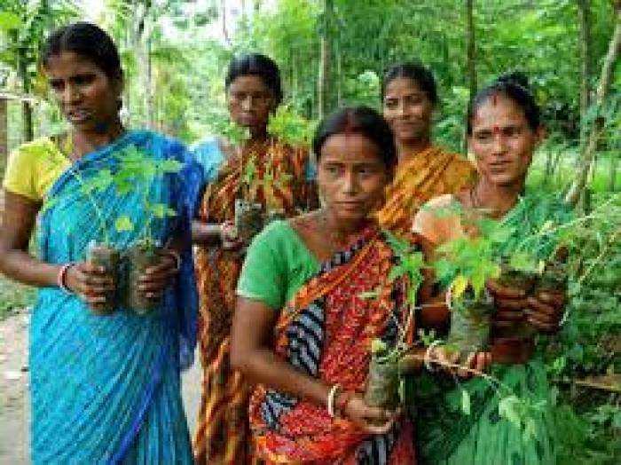 பெண் குழந்தை பிறந்தால் 111 மரங்களை நடும், ராஜஸ்தானின் கிராம மக்கள்.