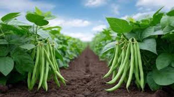 பீன்ஸ் வளர்ப்பு முறை.