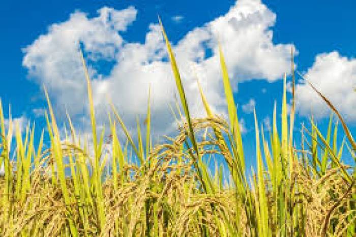 .காய்க்கும், பூக்கும், கலகலக்கும், காகம் உட்கார இடமில்லை.