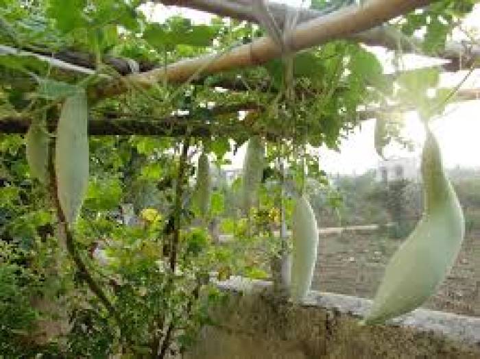 மாடித் தோட்டத்தில் புடலை பயிரிட......