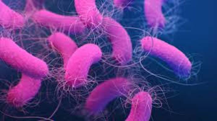 சூடோமோனாஸ் ஏருகினோசா (Pseudomonas aeruginosa)   என்ற பாக்டிரியா