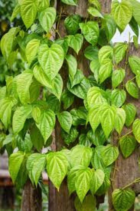 வெற்றிலை கொடி வளர்ப்பதற்கான வழிமுறைகள்: (Piper betle).