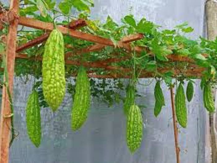 பாகற்காய் கொடியை வளர்க்க...