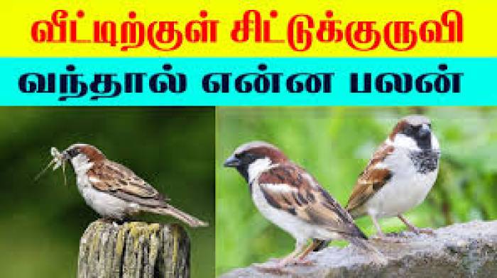 வீட்டிற்குள் எந்த உயிரினம் வந்தால் என்ன அறிகுறியை உணர்த்துகிறது?